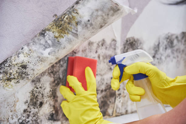 Best Real Estate Mold Inspection  in Spotswood, NJ